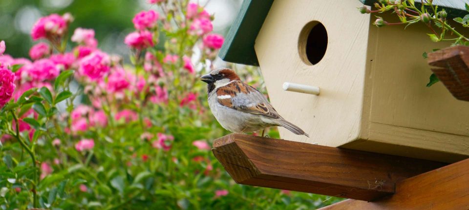 Bird Feeders, Bird Houses & More Featured Image